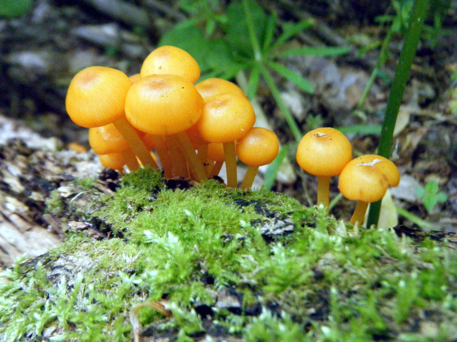 Image  Neon Glow of Magic Mushrooms