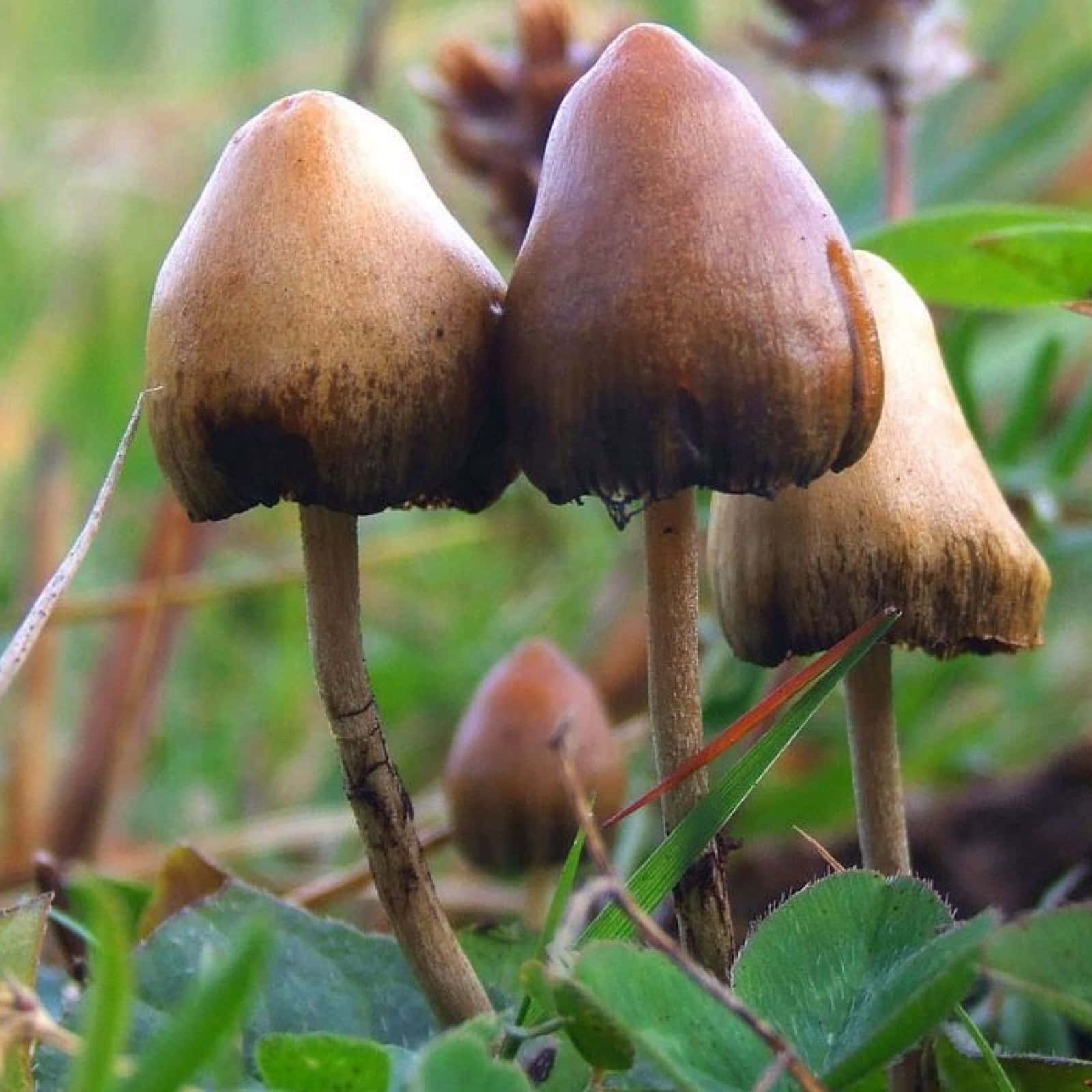 Three Mushrooms Are Sitting On Top Of Grass