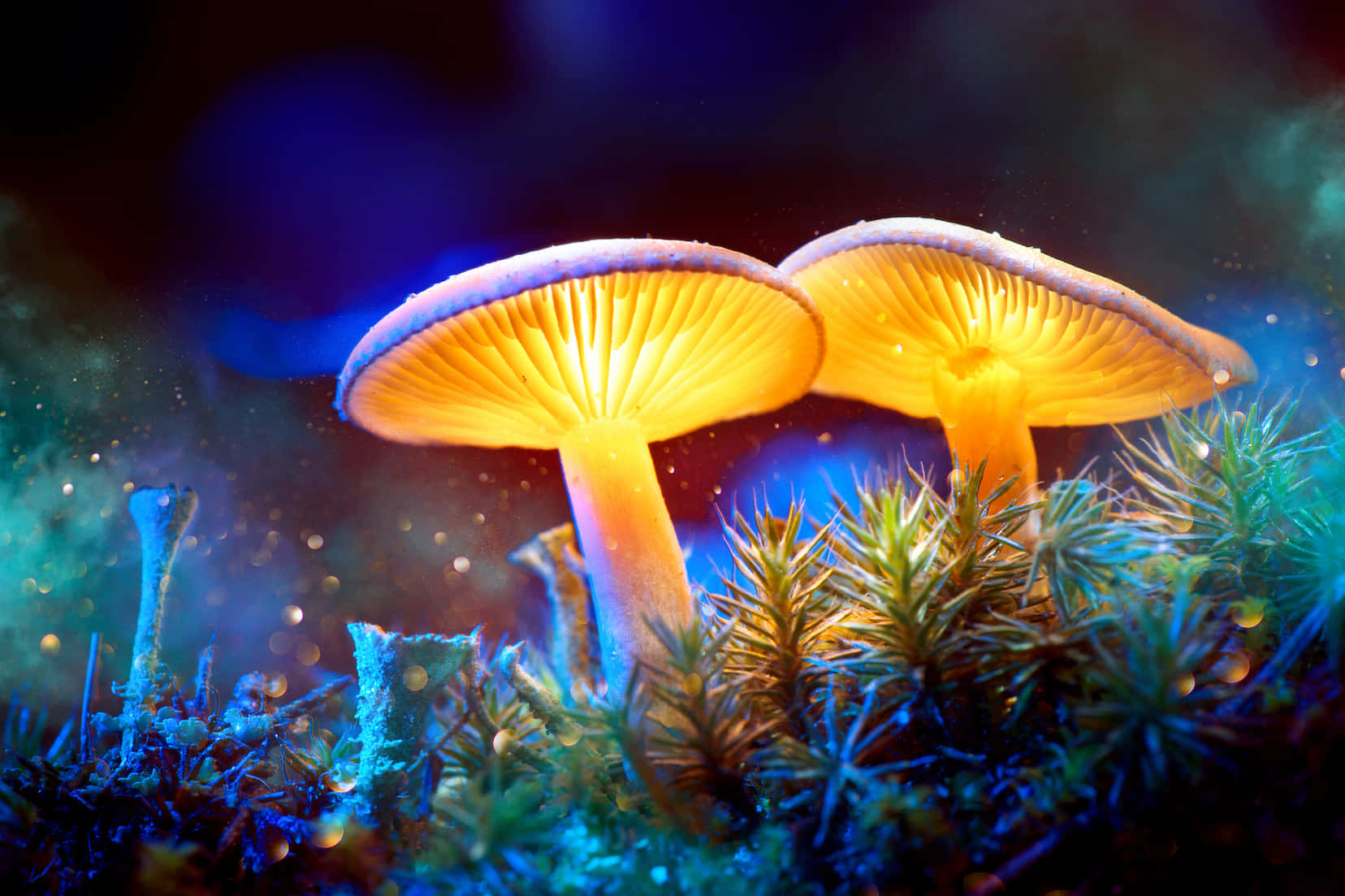 A vibrant image of a psychedelic Magic Mushroom