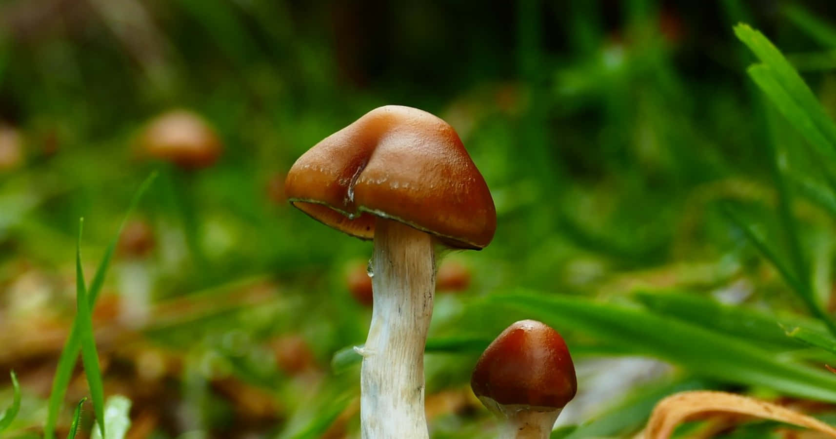 A vibrant mushroom that looks like it's from a magical place