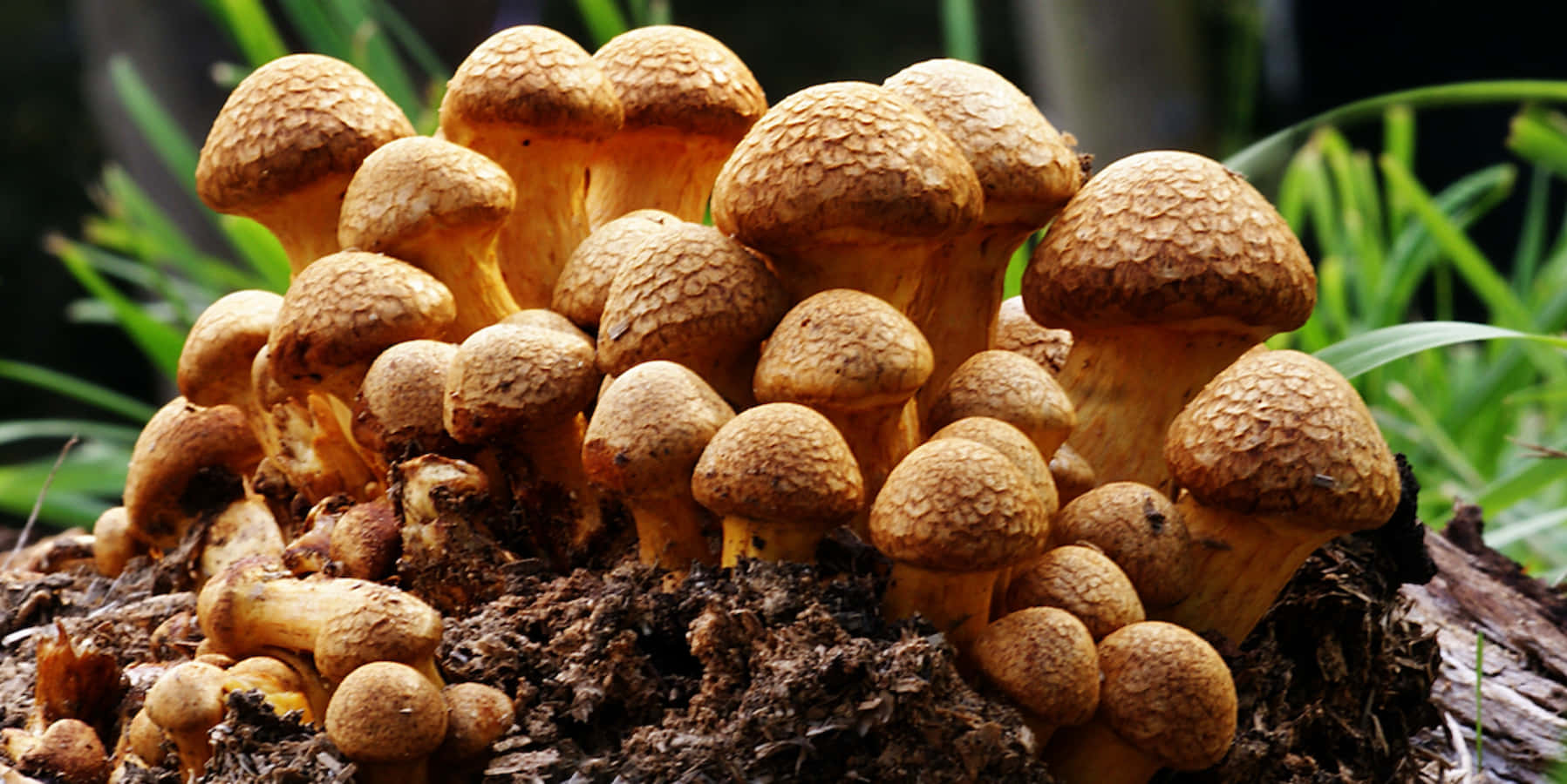 A Group Of Mushrooms Growing On A Stump