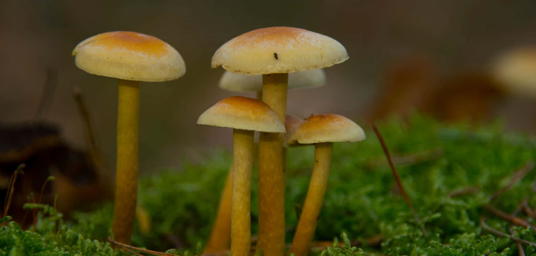 Magical, Psychedelic Mushrooms