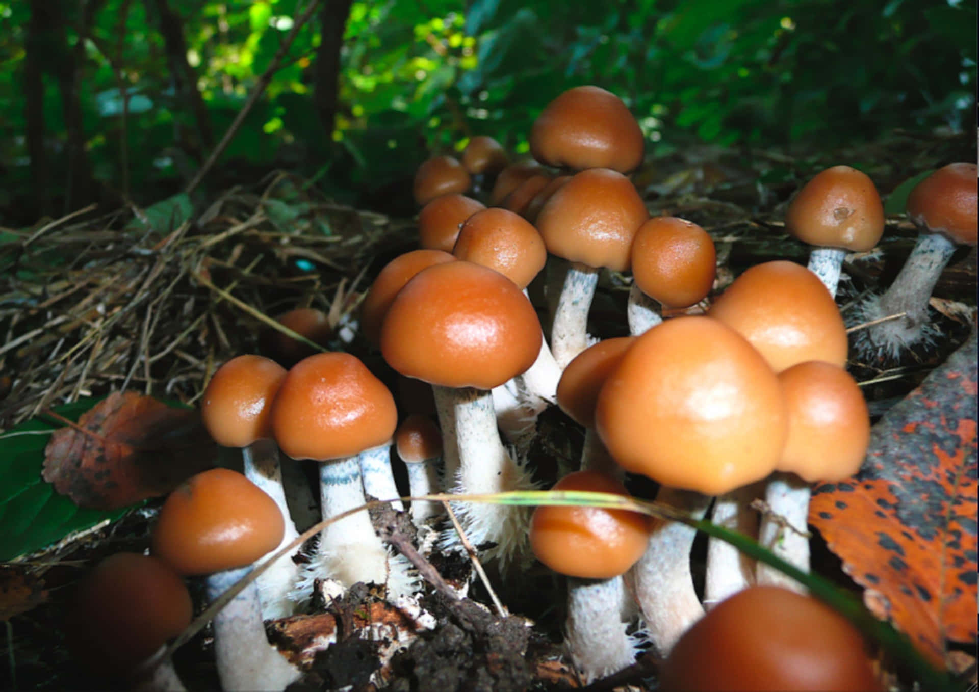 "A beautiful collection of vibrant magic mushrooms."