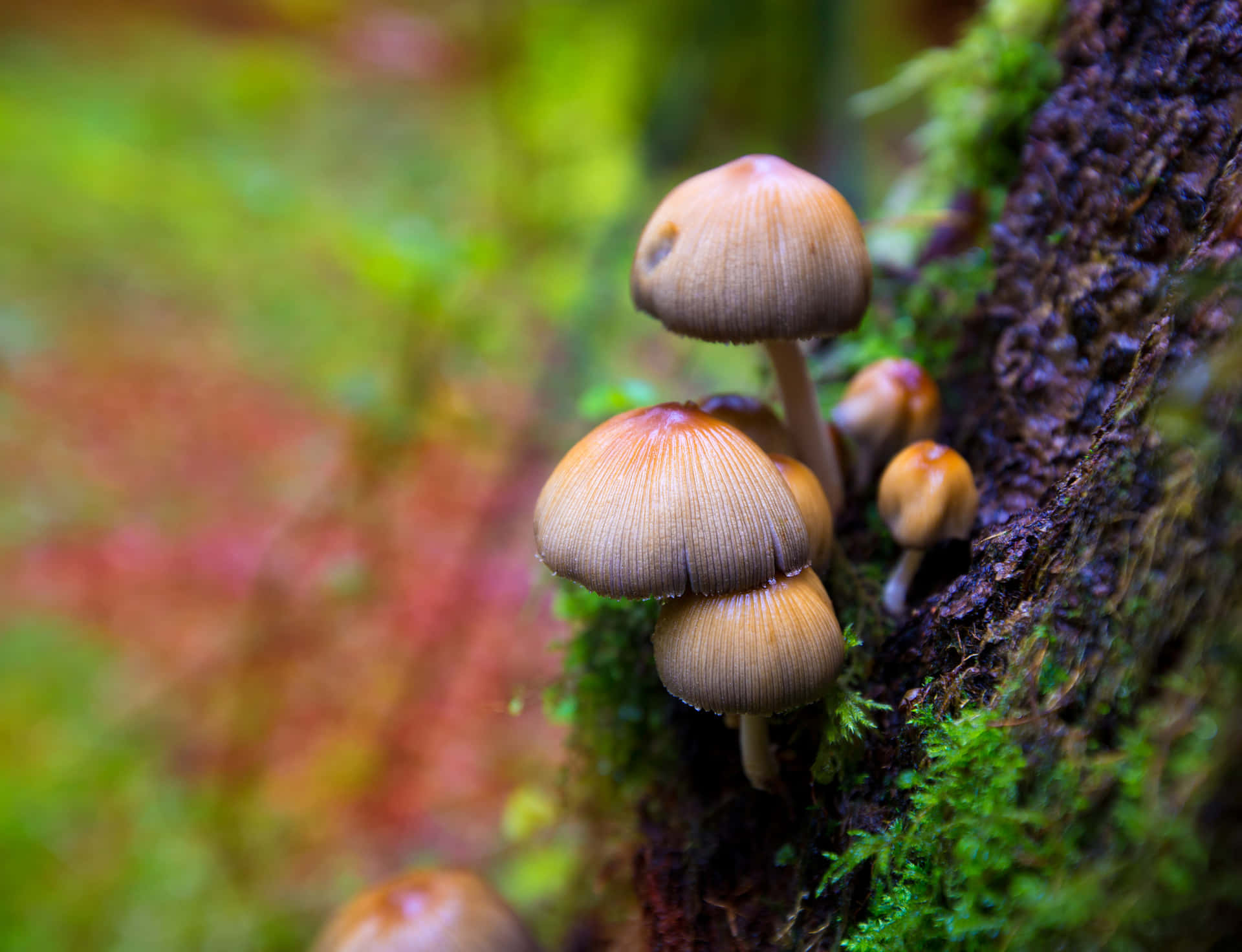 Enjoy the Mystical Effects of Magic Mushrooms