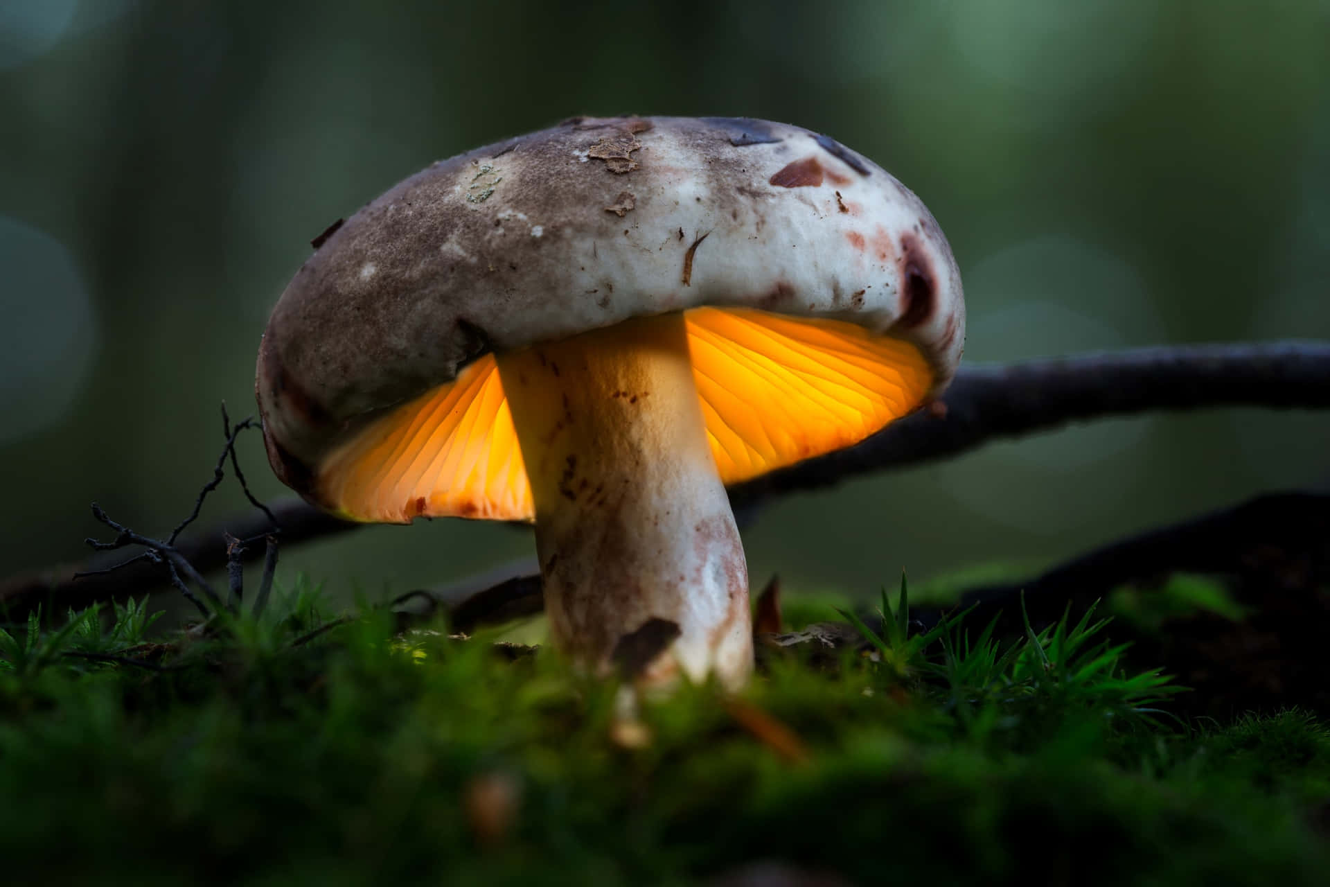 A Mushroom Is Lit Up In The Forest
