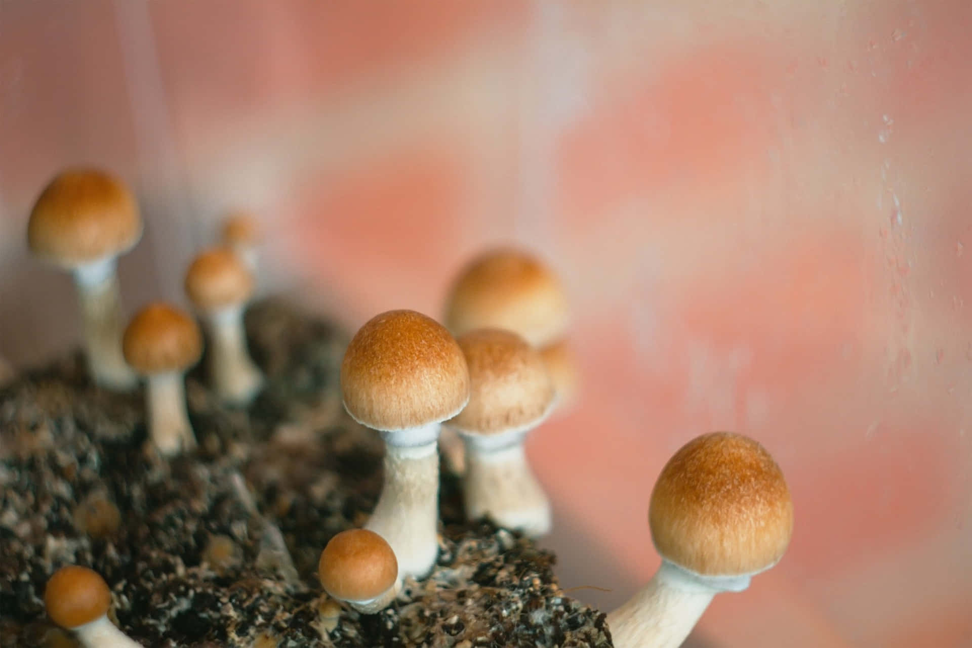 An enchanted forest of dreamy, vibrant magic mushrooms!