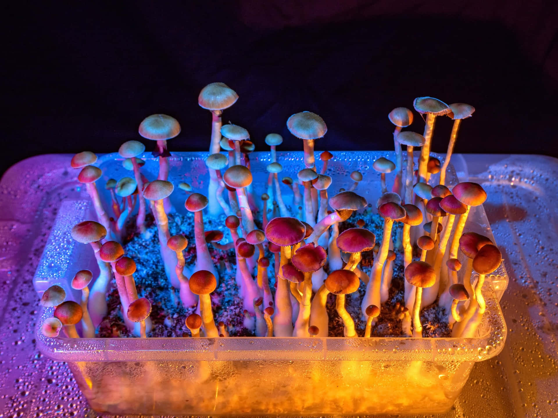 A magical psychedelic mushroom in a mysterious forest.