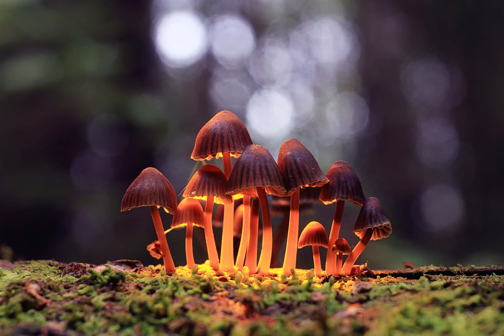 A strange and colourful magic mushroom deep in an enchanted forest.