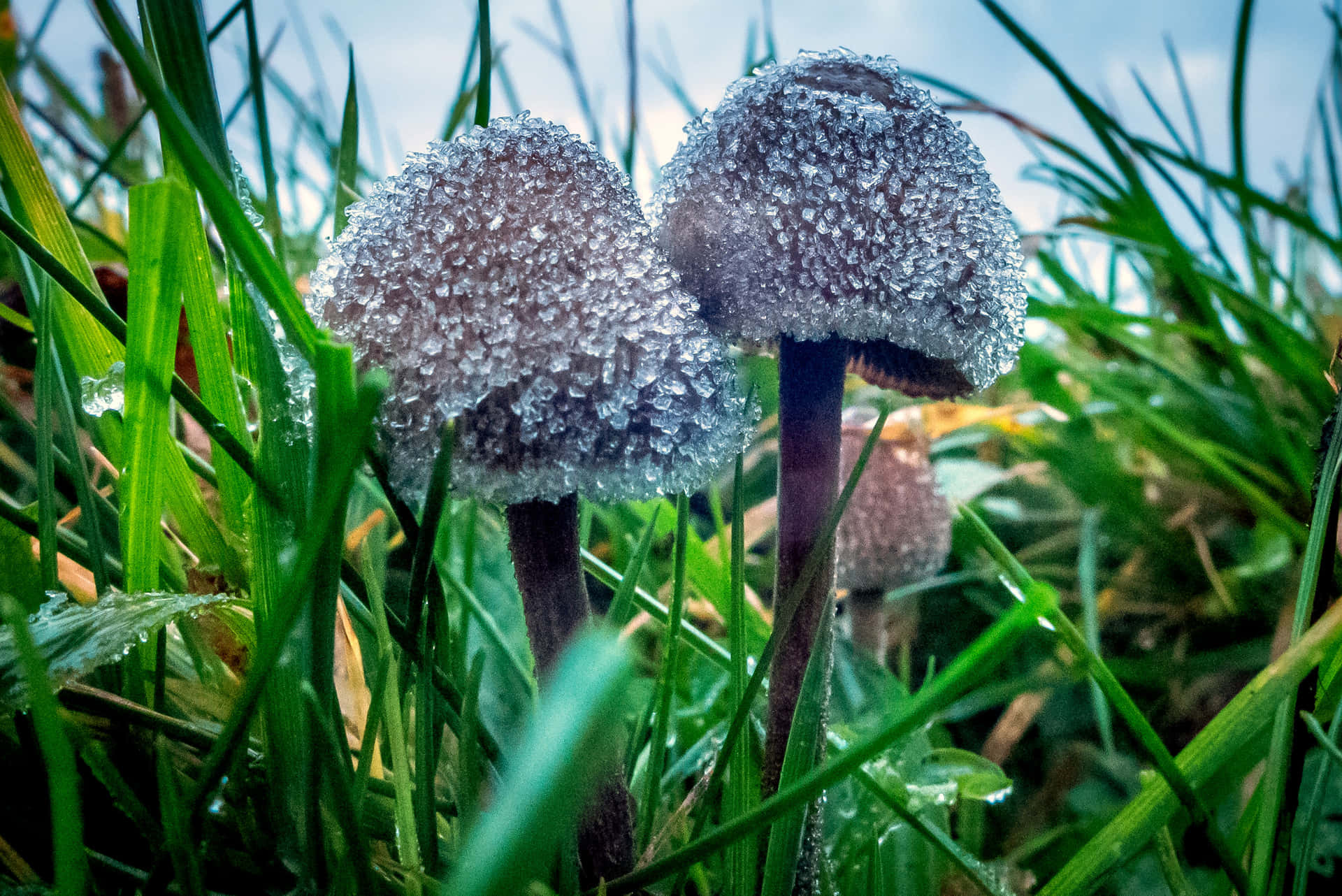 A Colorful Magical Mushroom