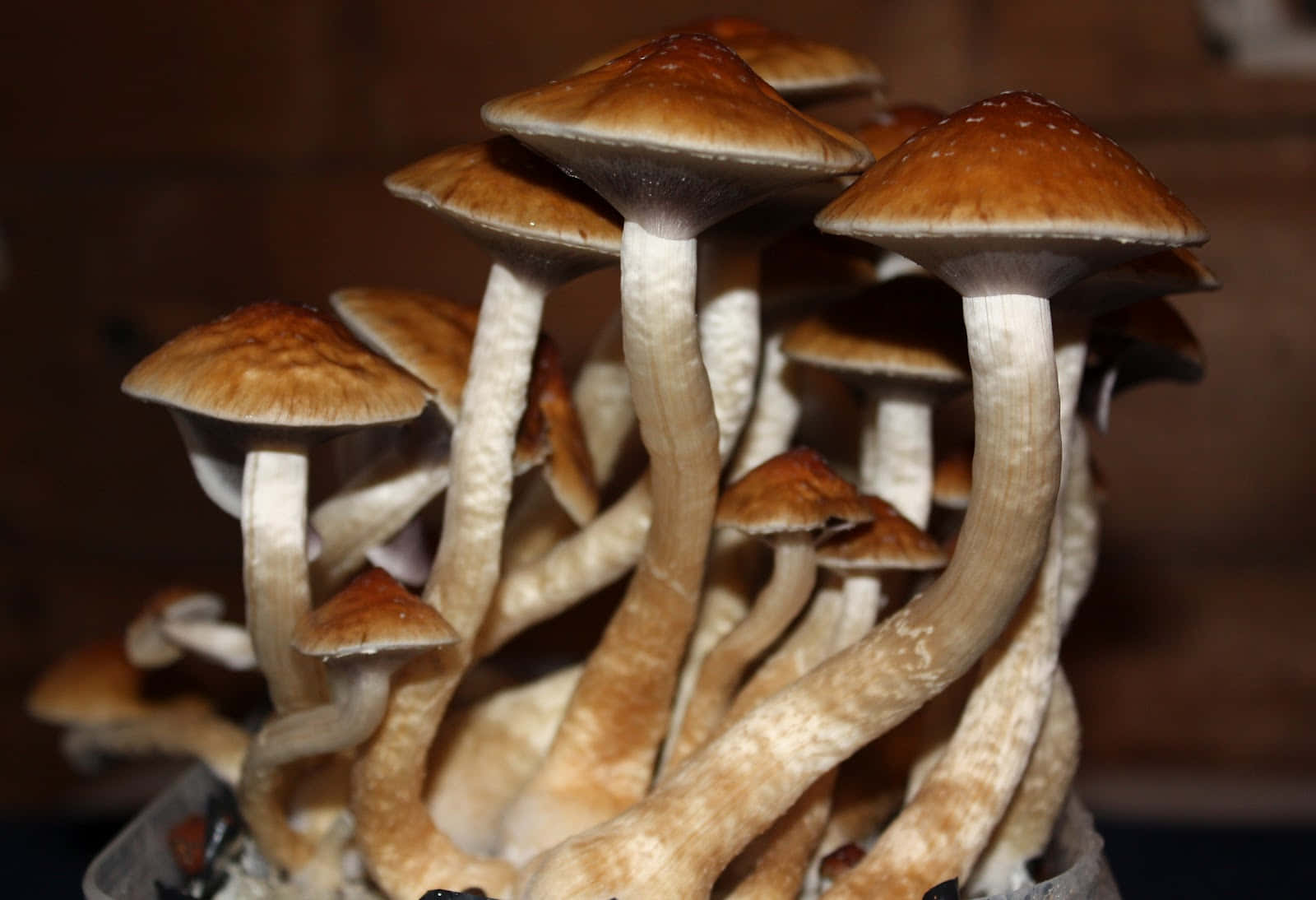 A colorful Magic Mushroom grows through a forest