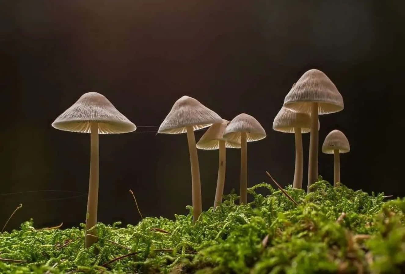 Enjoy the Magic of Mushrooms