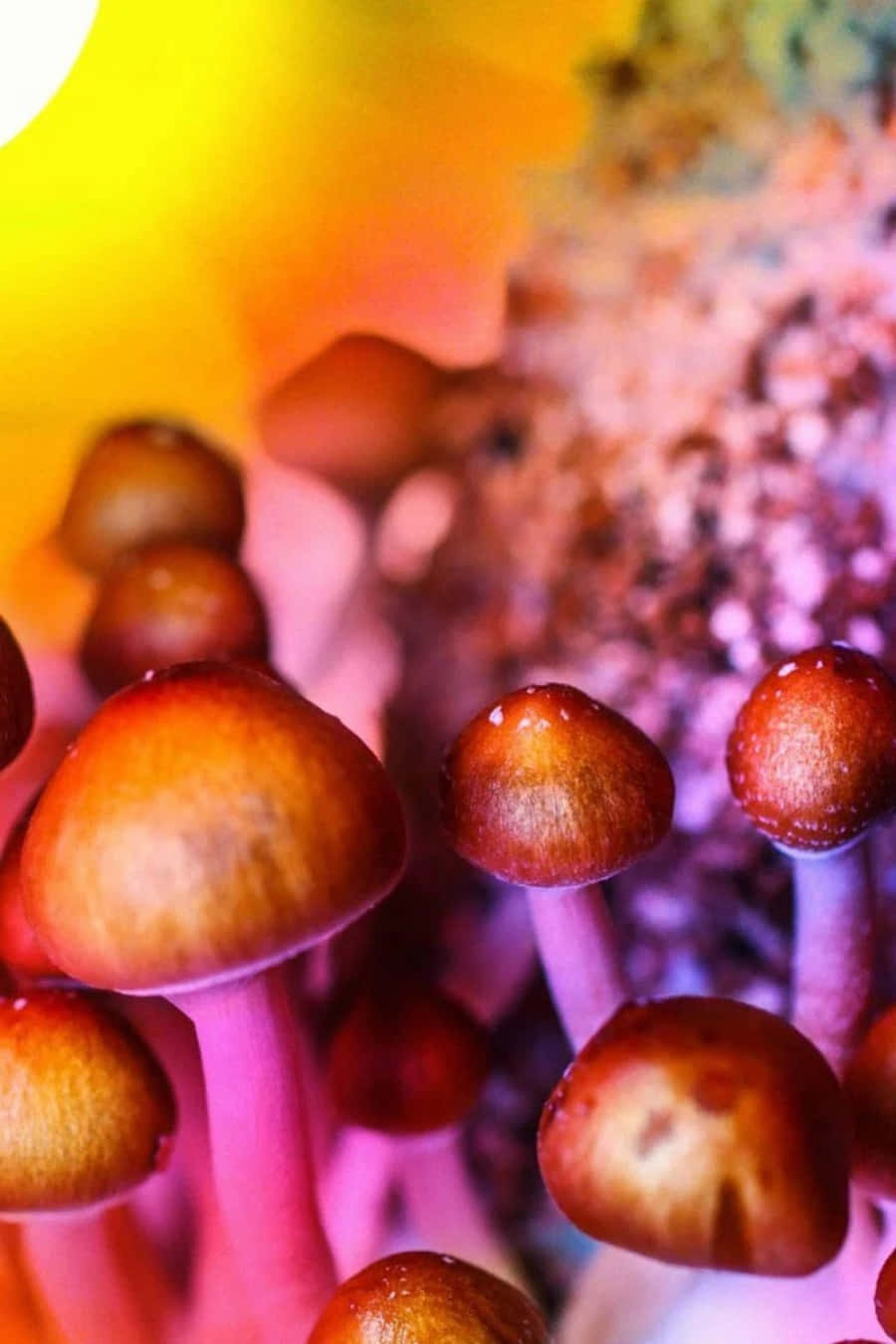 Captivating, Magical Mushroom