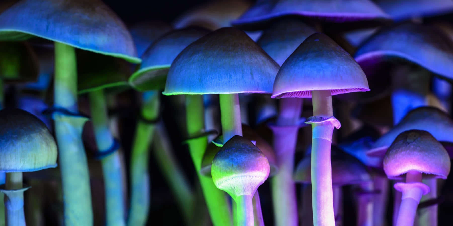 Explore The Magic Of Mushrooms