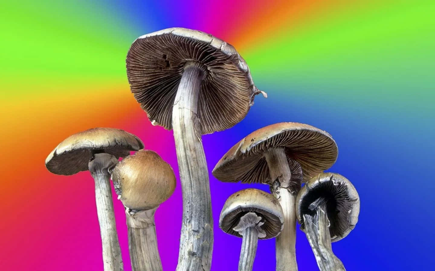 A Rainbow Colored Background With A Bunch Of Mushrooms