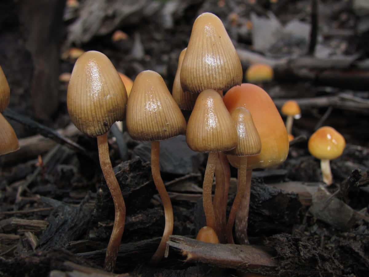 Experience A Magical World of Magic Mushrooms