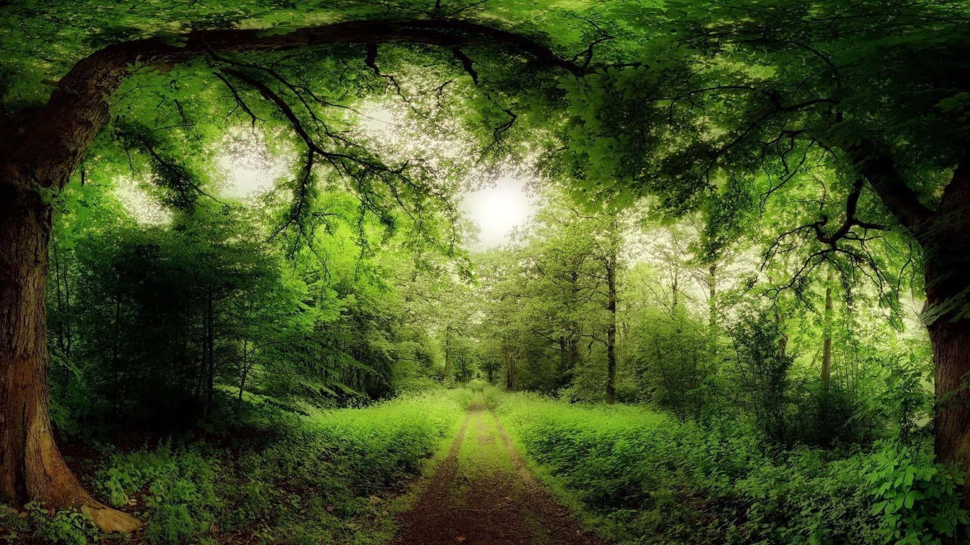 A Path Through The Forest With Trees And Green Grass