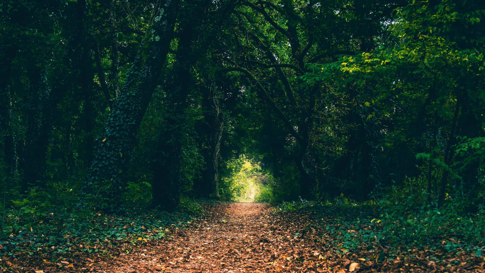 "An enchanting walk through a peaceful magical forest."