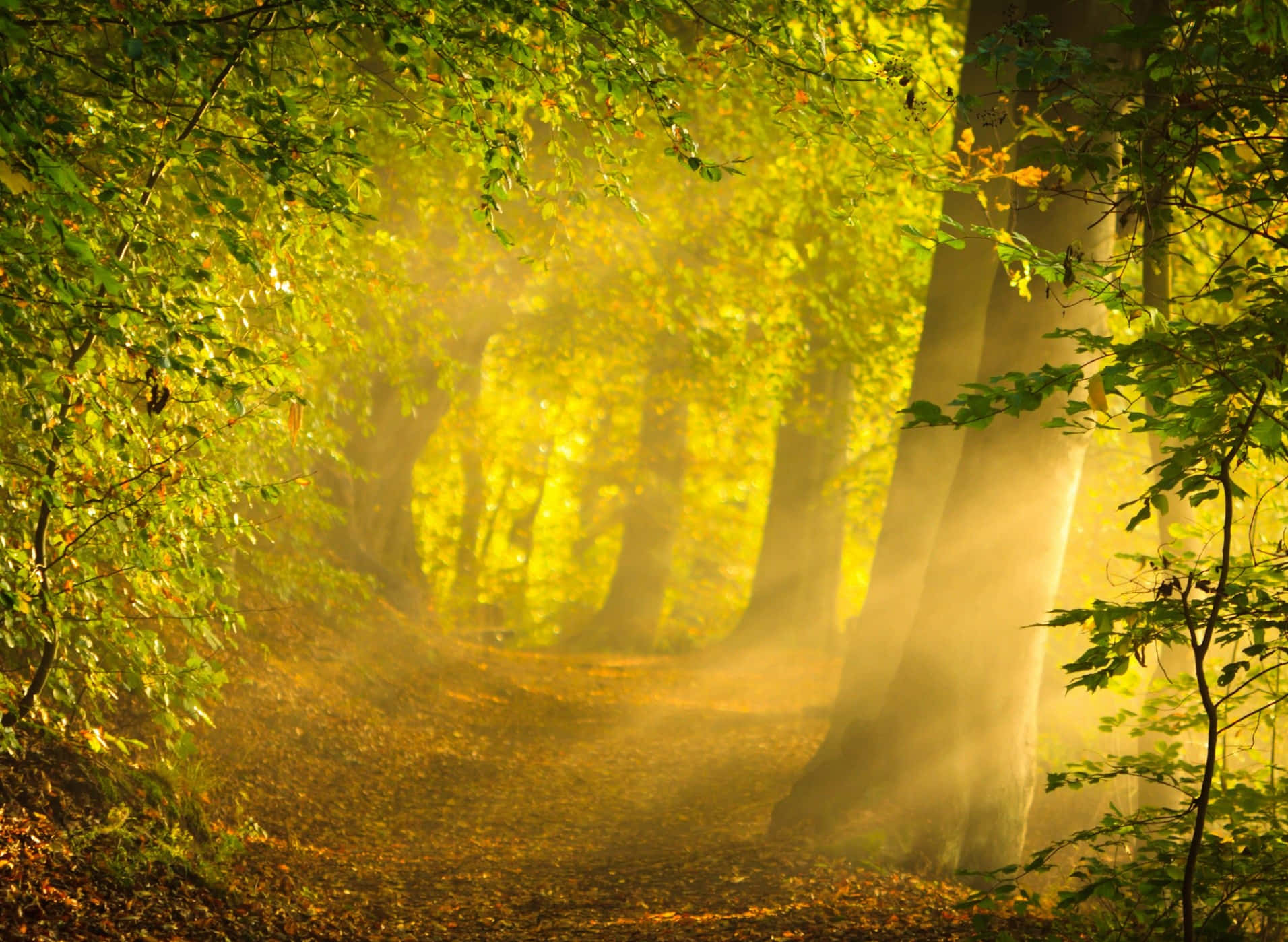 Magical Forest Majestic Sunlight Wallpaper