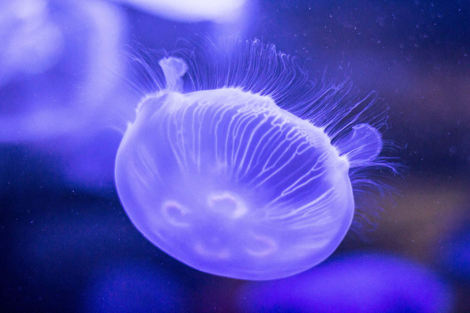 Magical Luminescence Of A Moon Jellyfish Wallpaper