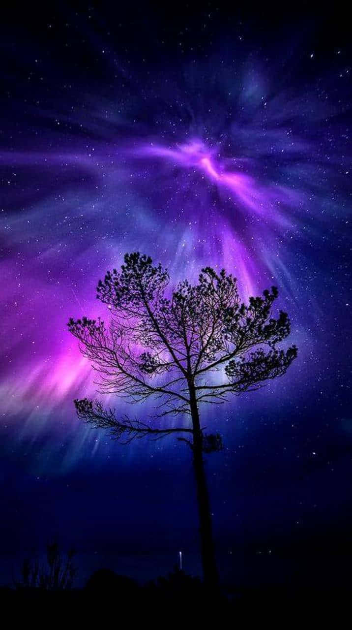 Magical Night Sky Aurora Borealis Over Tree Wallpaper