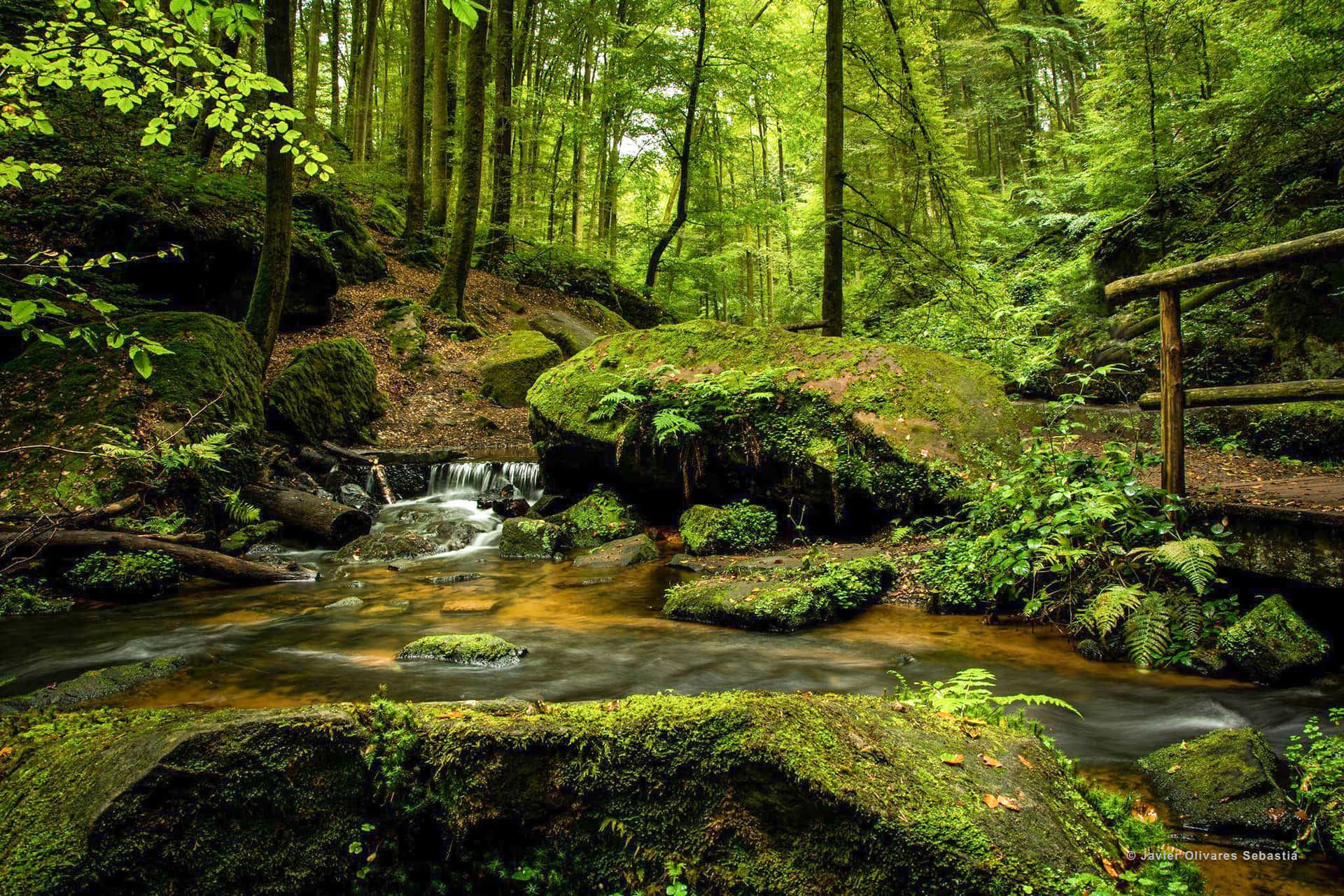 a stream in a forest with mossy rocks