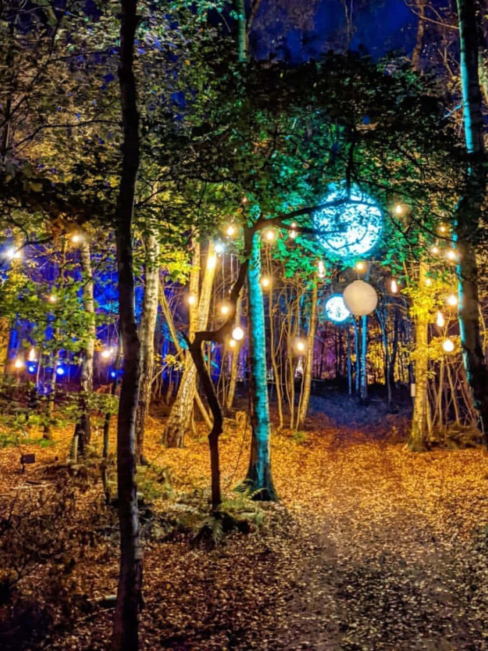 a path with lights in the woods at night