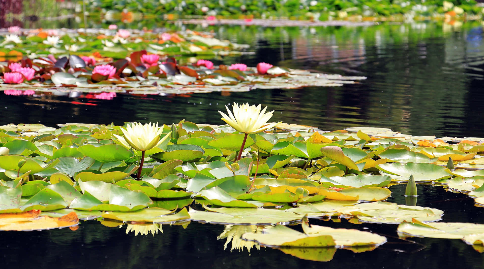 Magical Pond And A Beautiful Water Lilies Wallpaper