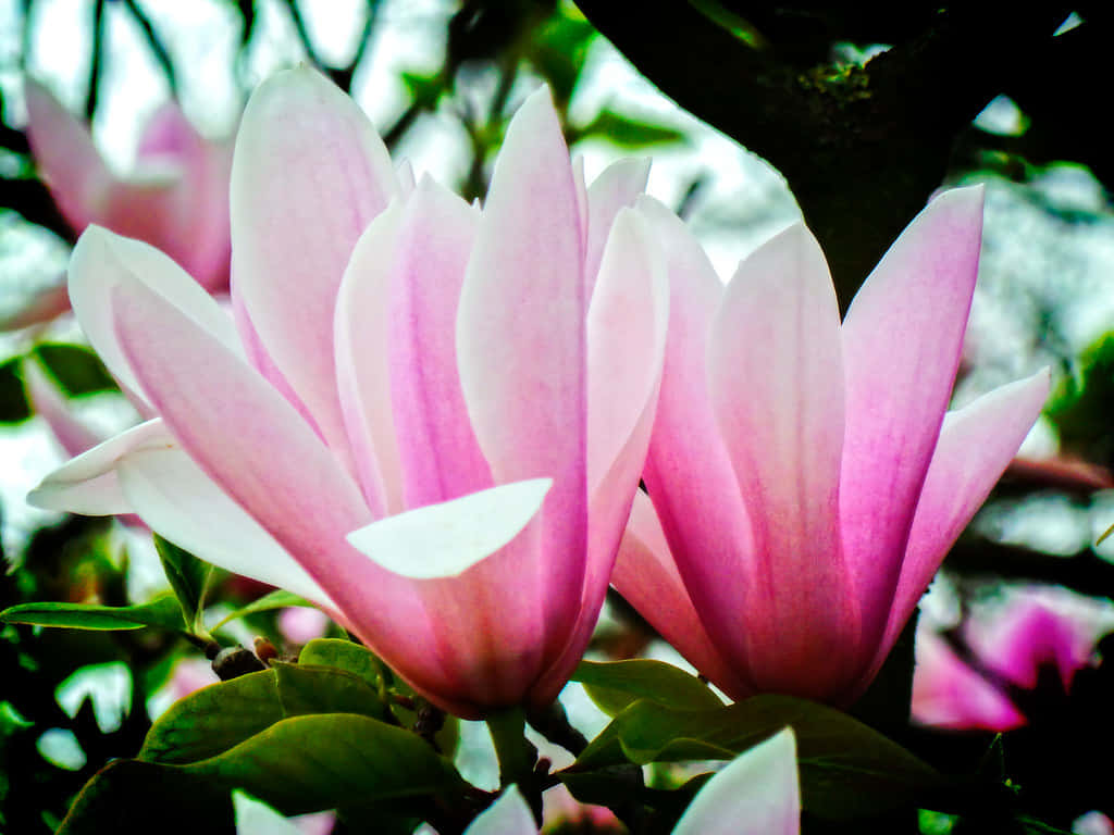 Magnanimous Magnolia Flower Wallpaper