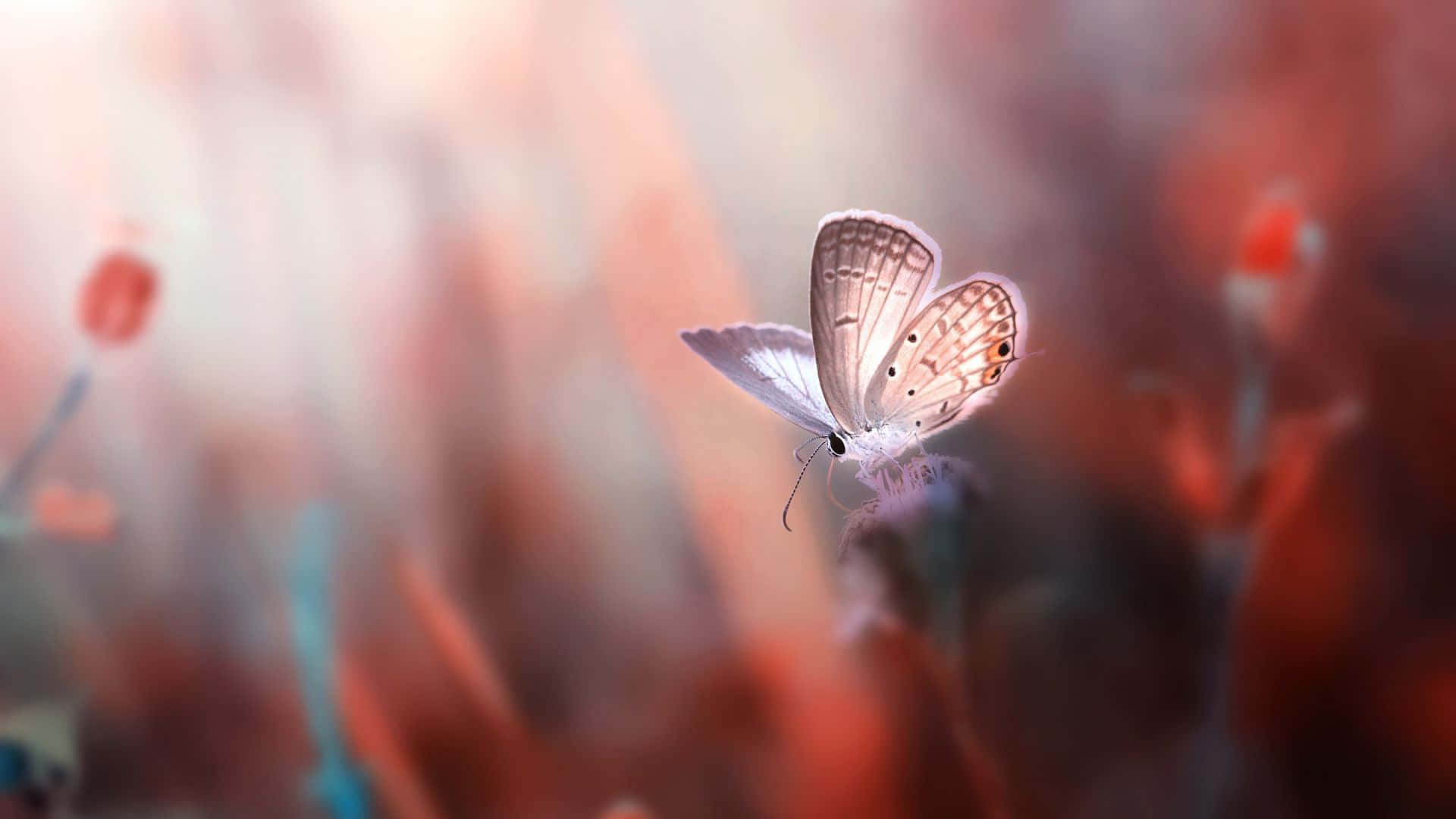 Magneficent Butterfly Insects Wallpaper
