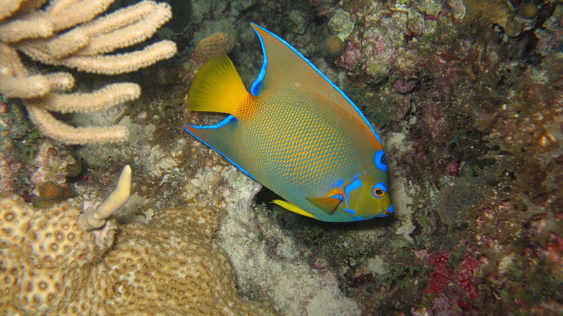 Magnificent Angelfish Swimming Freely In The Clear Blue Ocean Wallpaper