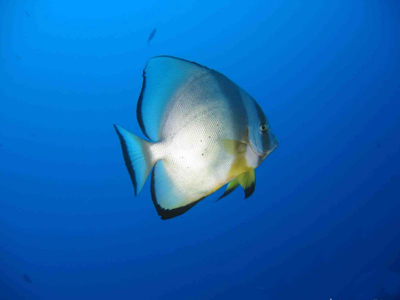 Magnificent Batfish Swimming Gracefully In The Ocean Depths Wallpaper