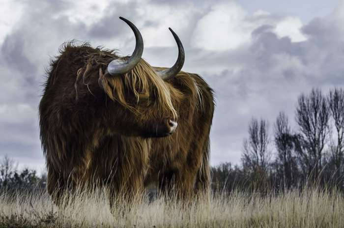 Magnificent Bison Roaming In Buffalo, New York Wallpaper