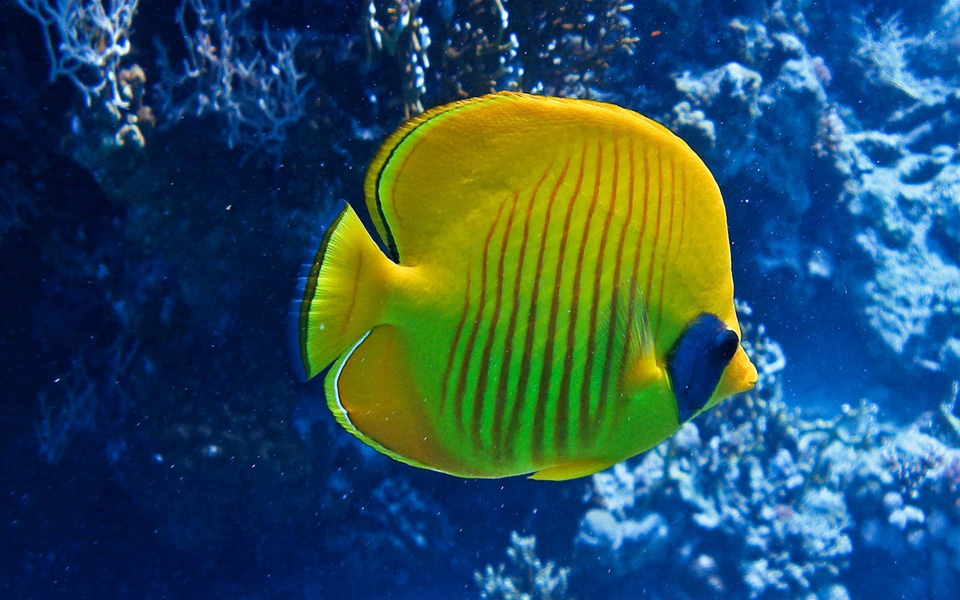 Magnificent Butterflyfish Swimming Under The Sea Wallpaper