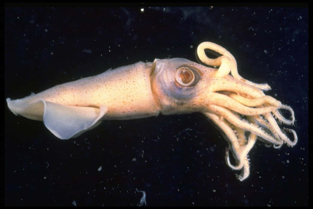 Magnificent Cephalopod In Deep Sea Exploration Wallpaper