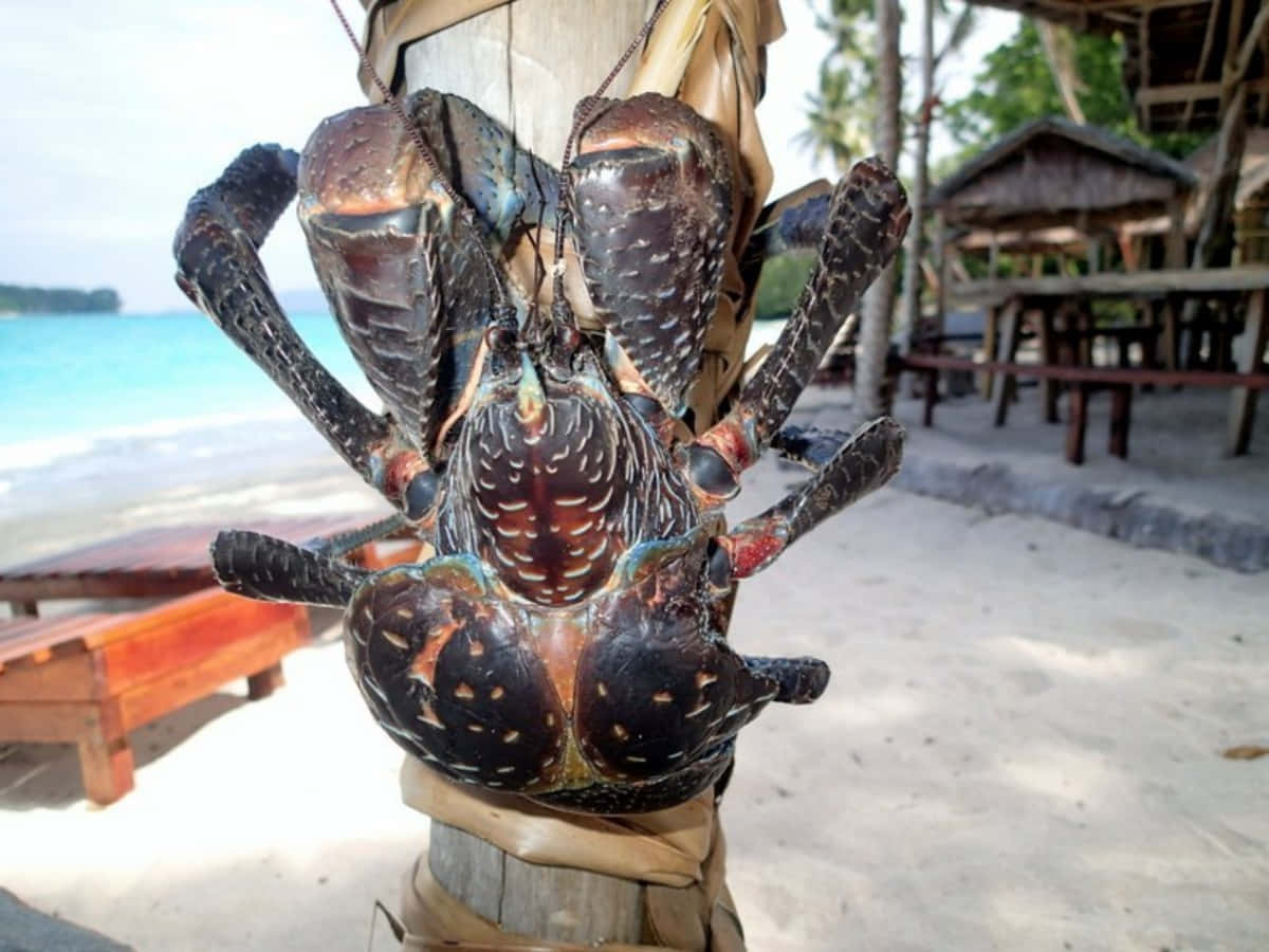 Magnificent Coconut Crab In Natural Habitat Wallpaper