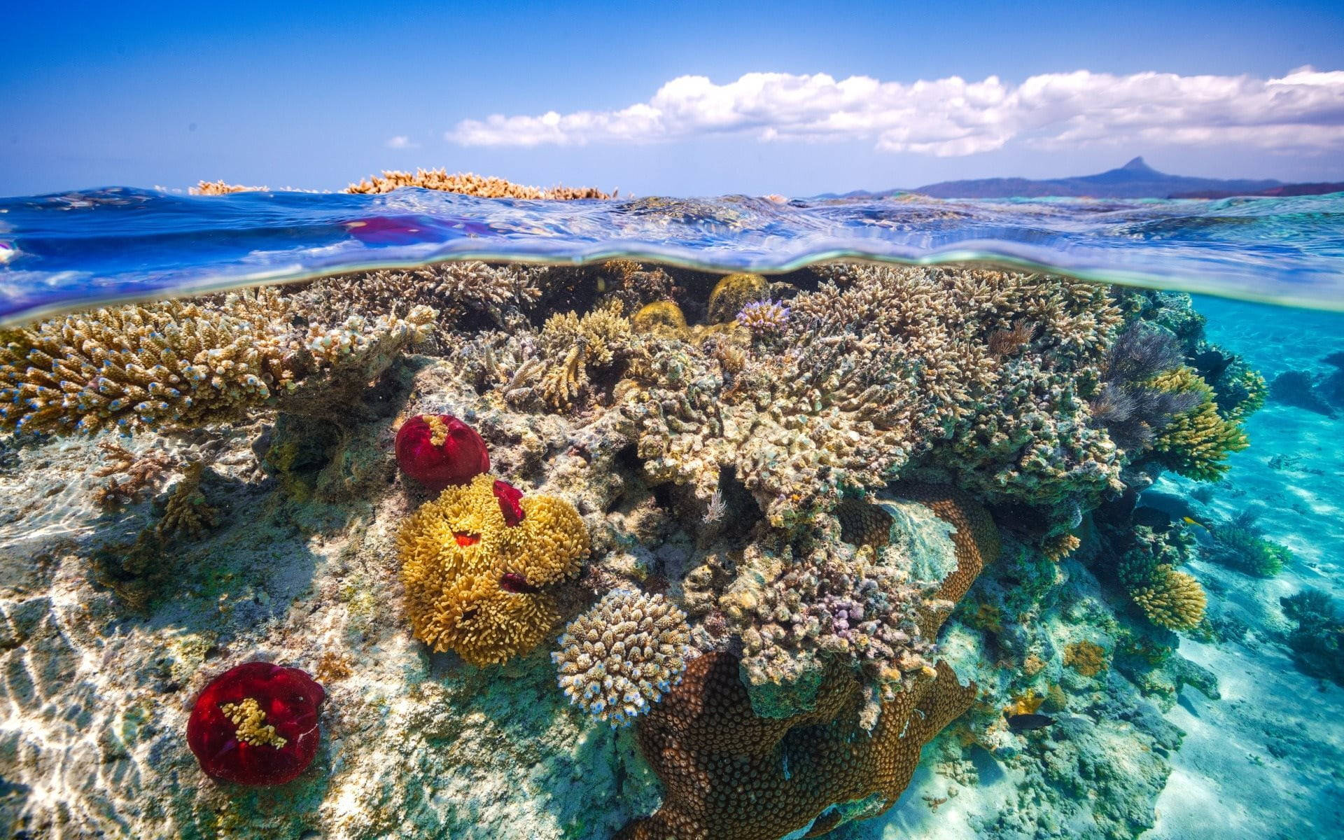 Magnificent Coral Reef Tropical Desktop Wallpaper