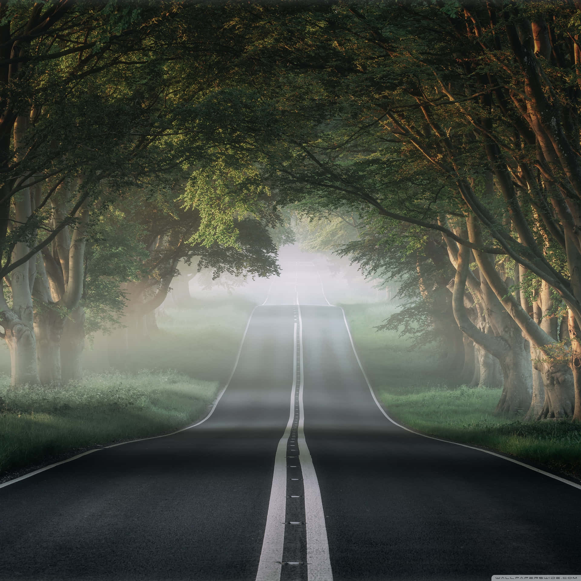 Magnificent Forest Road Wallpaper