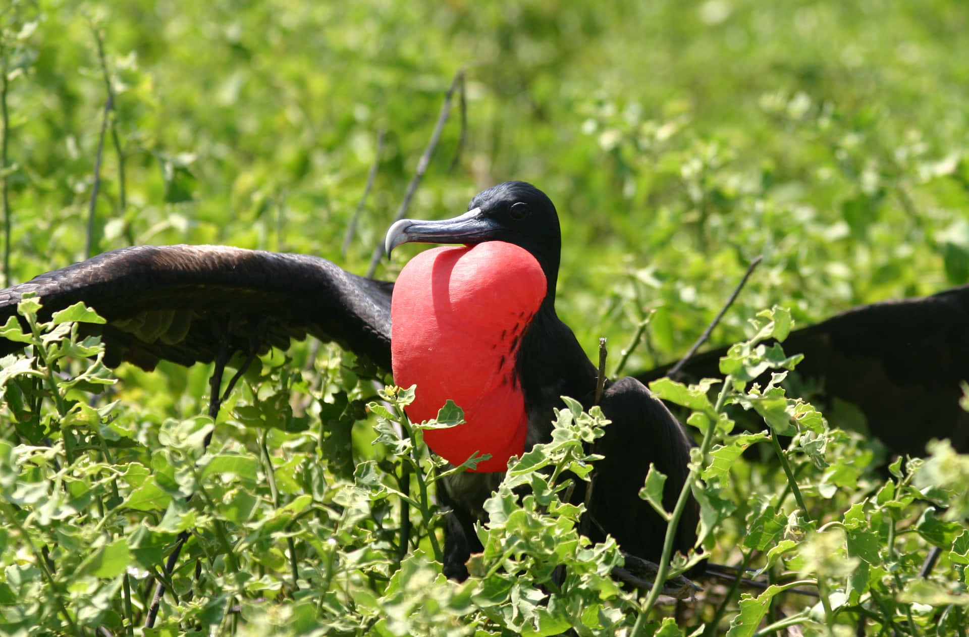 Magnificent Frigatebird Displaying Wallpaper