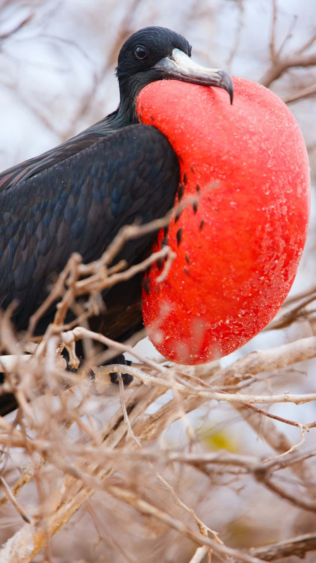 Magnificent_ Frigatebird_ Inflated_ Gular_ Sac Wallpaper