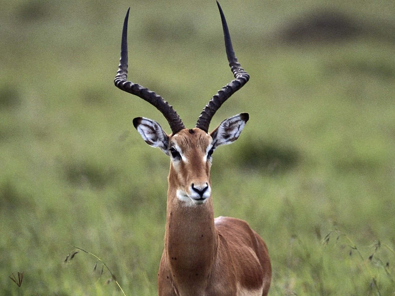 Magnifieke Gazelle In Natuurlijke Habitat Achtergrond