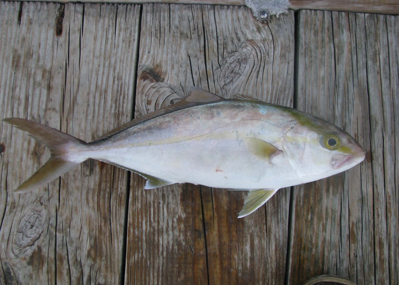 Magnificent Greater Amberjack Swimming Underwater Wallpaper