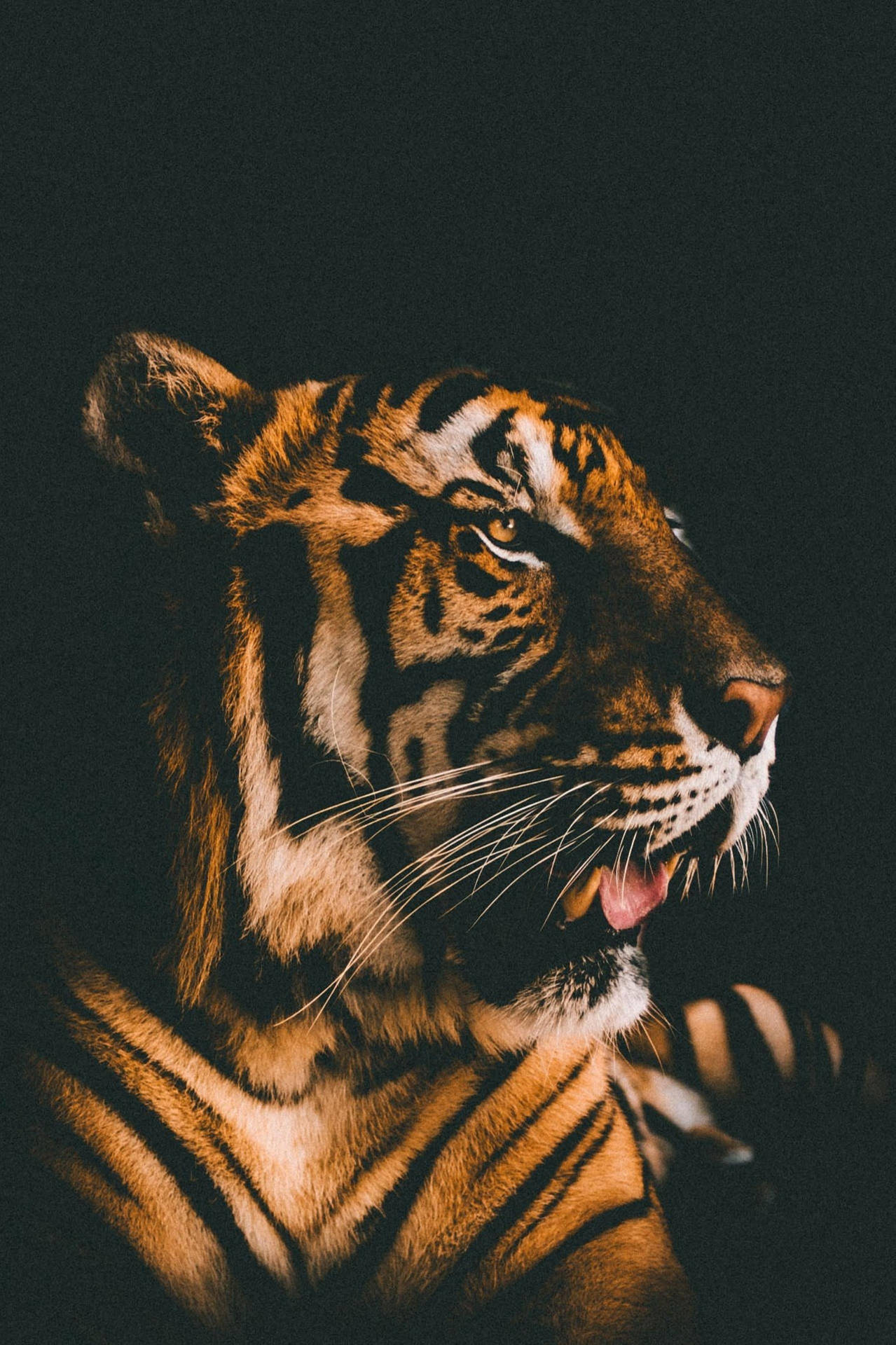 Magnificent Harimau Film Filter Background