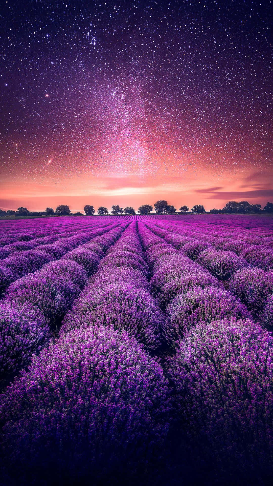 Magnificent Lavender Field Wallpaper