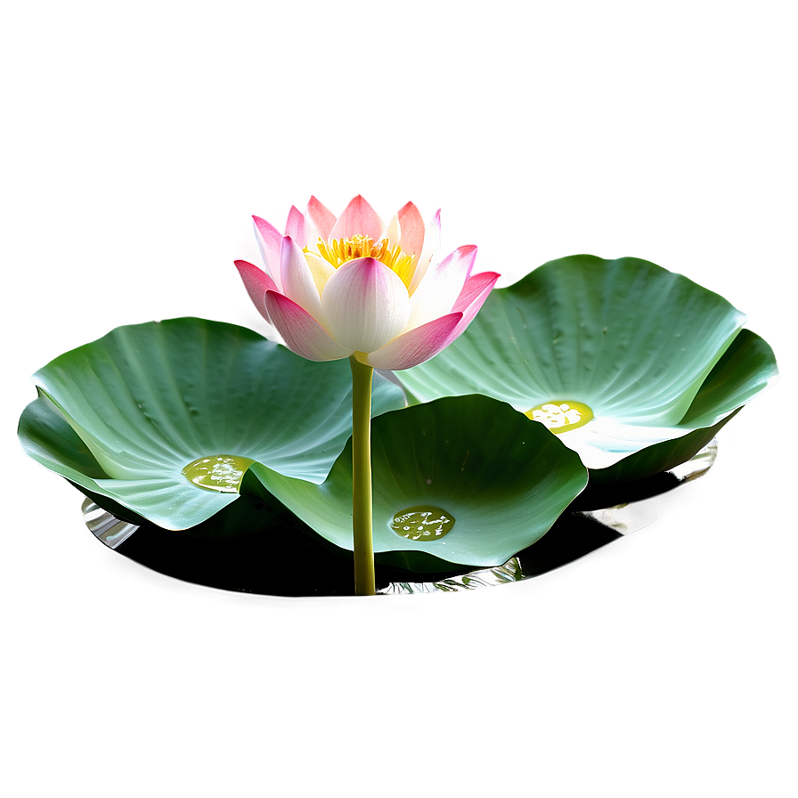 Magnificent Lotus Png Xde PNG
