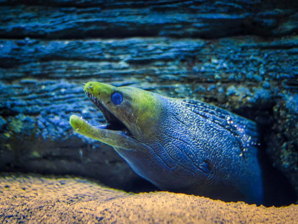 Download Magnificent Peek Of A Moray Eel In Aquatic Habitat Wallpaper ...