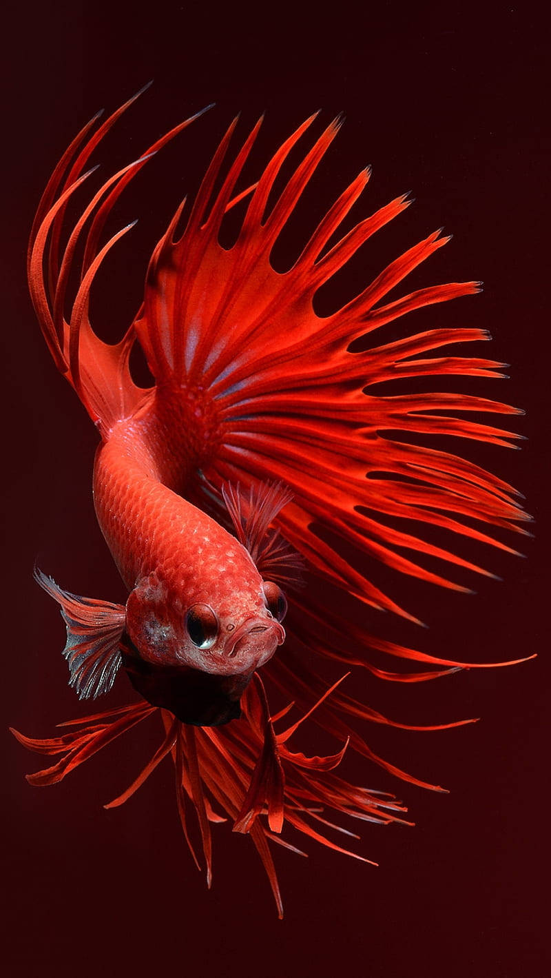Download Magnificent Red Betta Iphone 6s Live Background Wallpaper |  