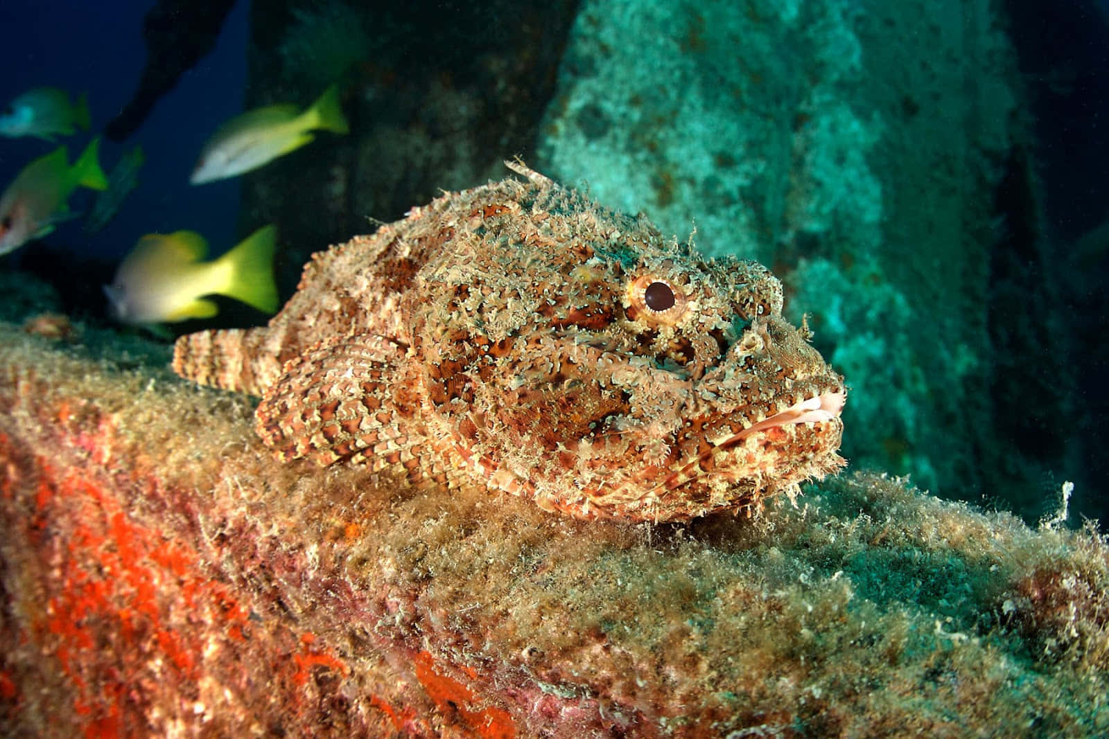 Poisson Scorpion Magnifique Nageant Dans Un Récif Corallien Vibrant Fond d'écran