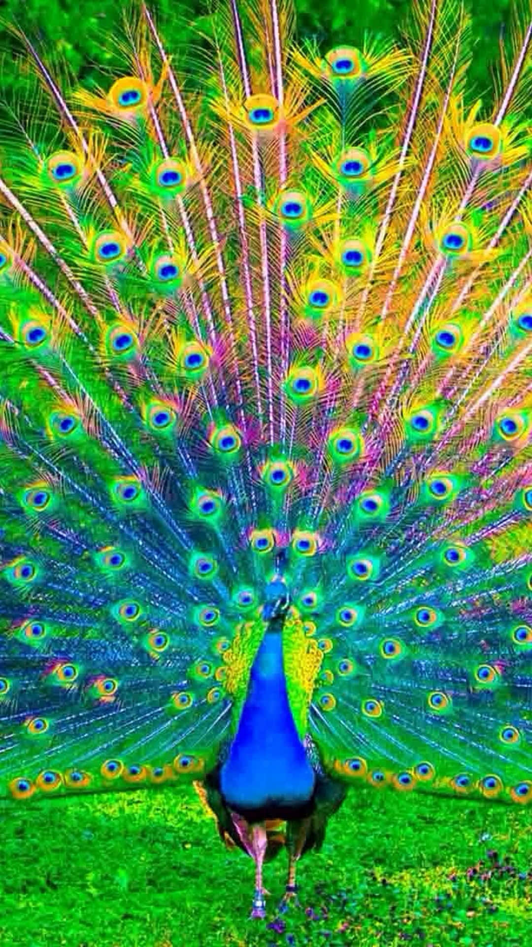 Magnificent Splendor Of A Peacock