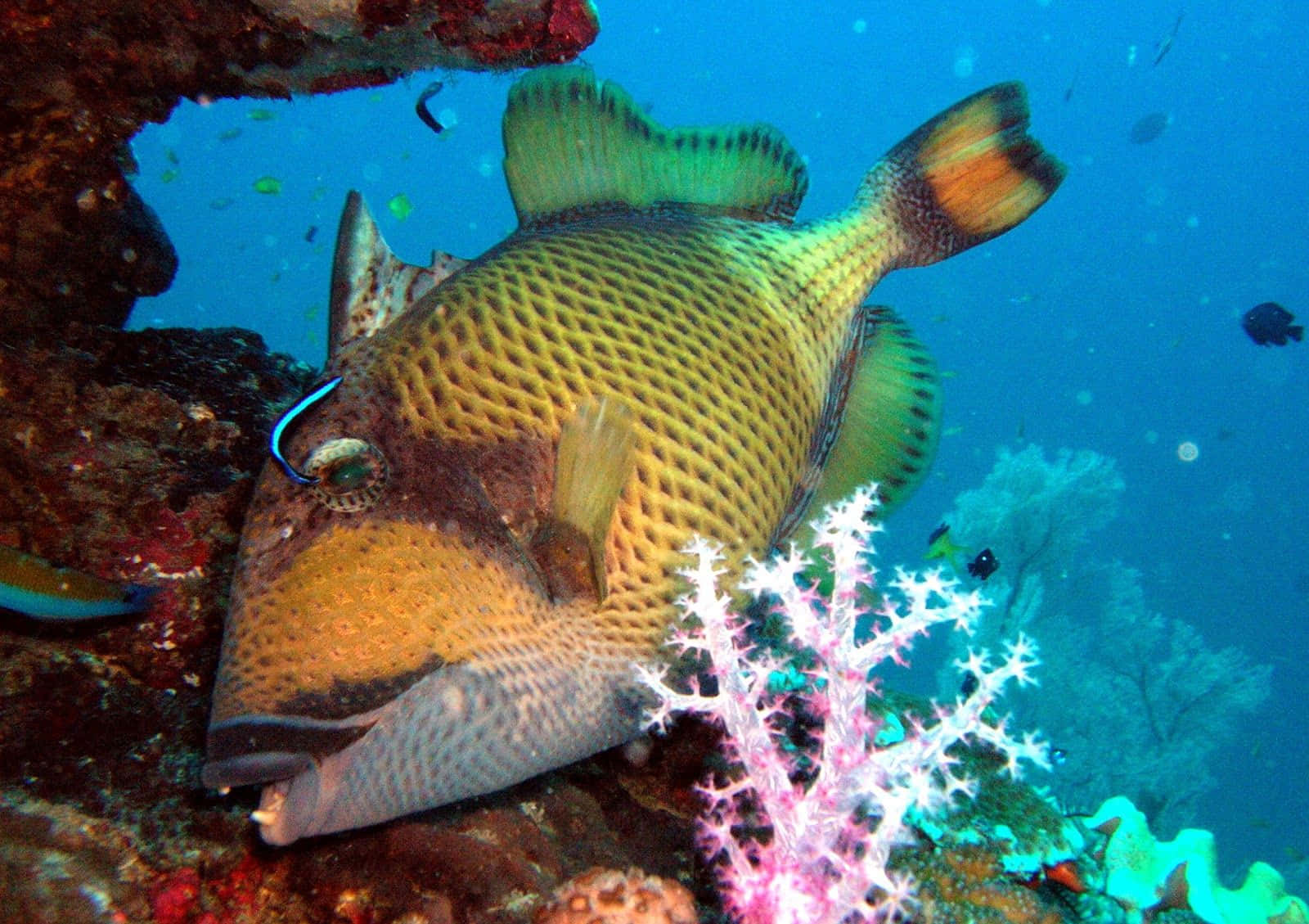 Ikan Triggerfish Yang Megah Berenang Di Terumbu Karang Yang Berwarna-warni Wallpaper