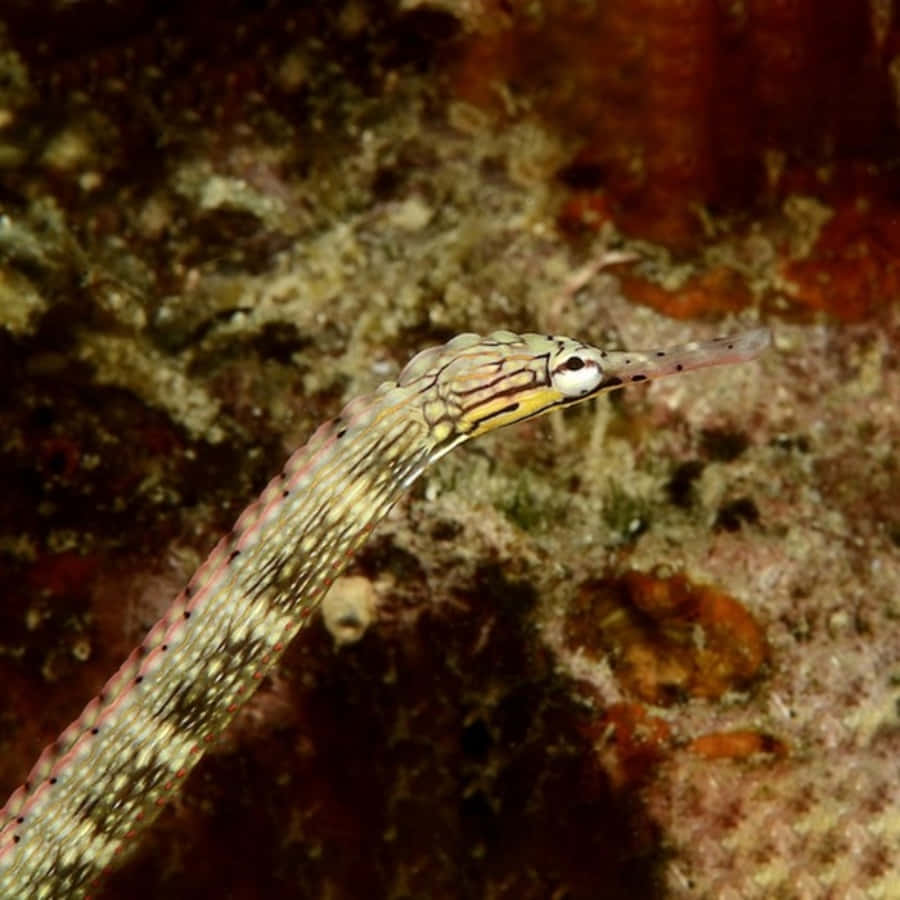 Magnificent Underwater Charm Of A Pipefish Wallpaper